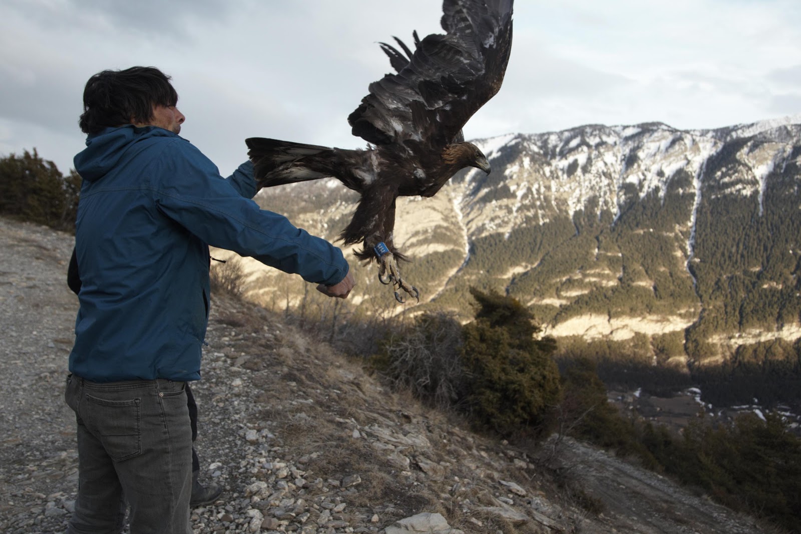 Baguage par balise GPS d’aigles royaux, hiver 2018