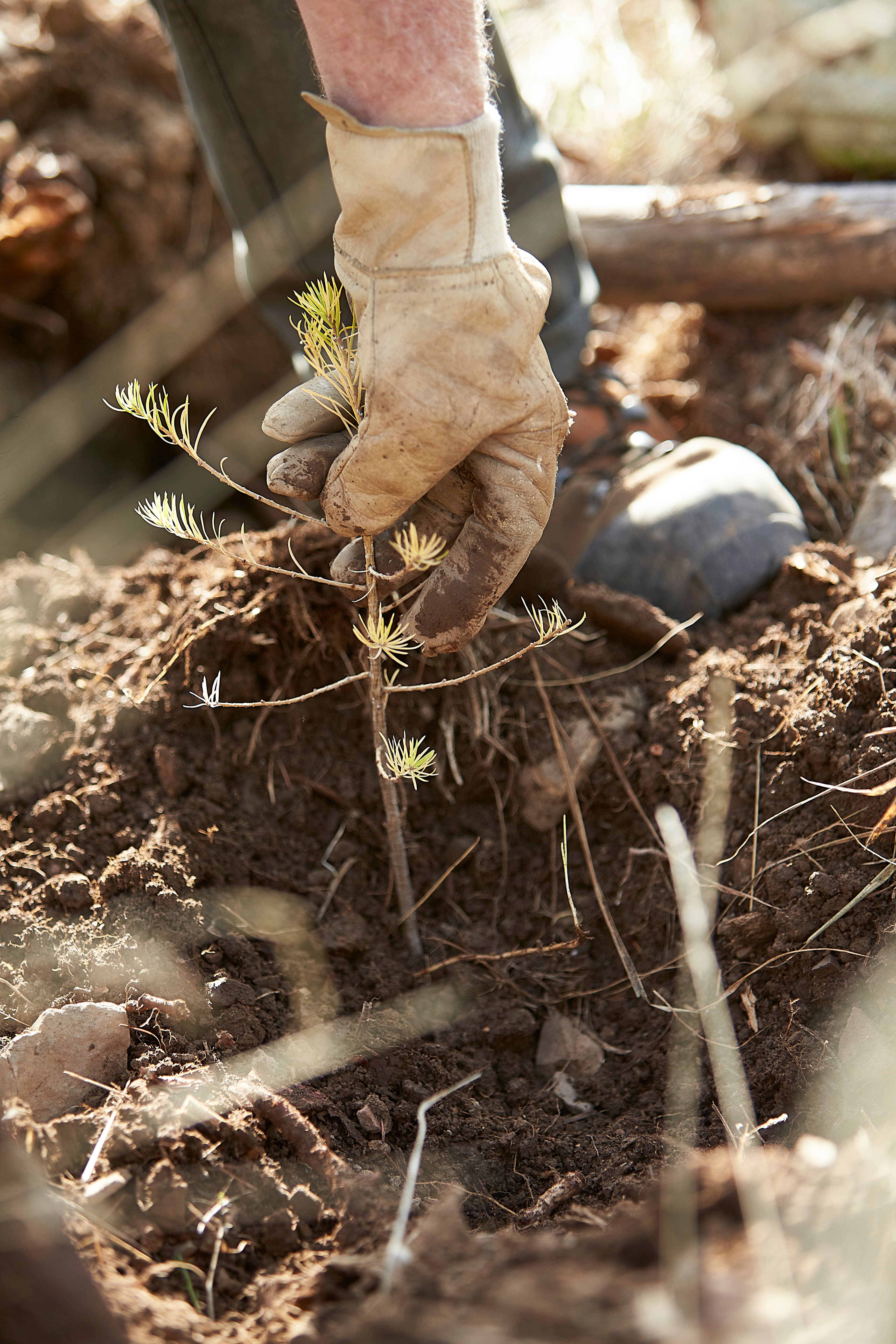 Plantation melezes