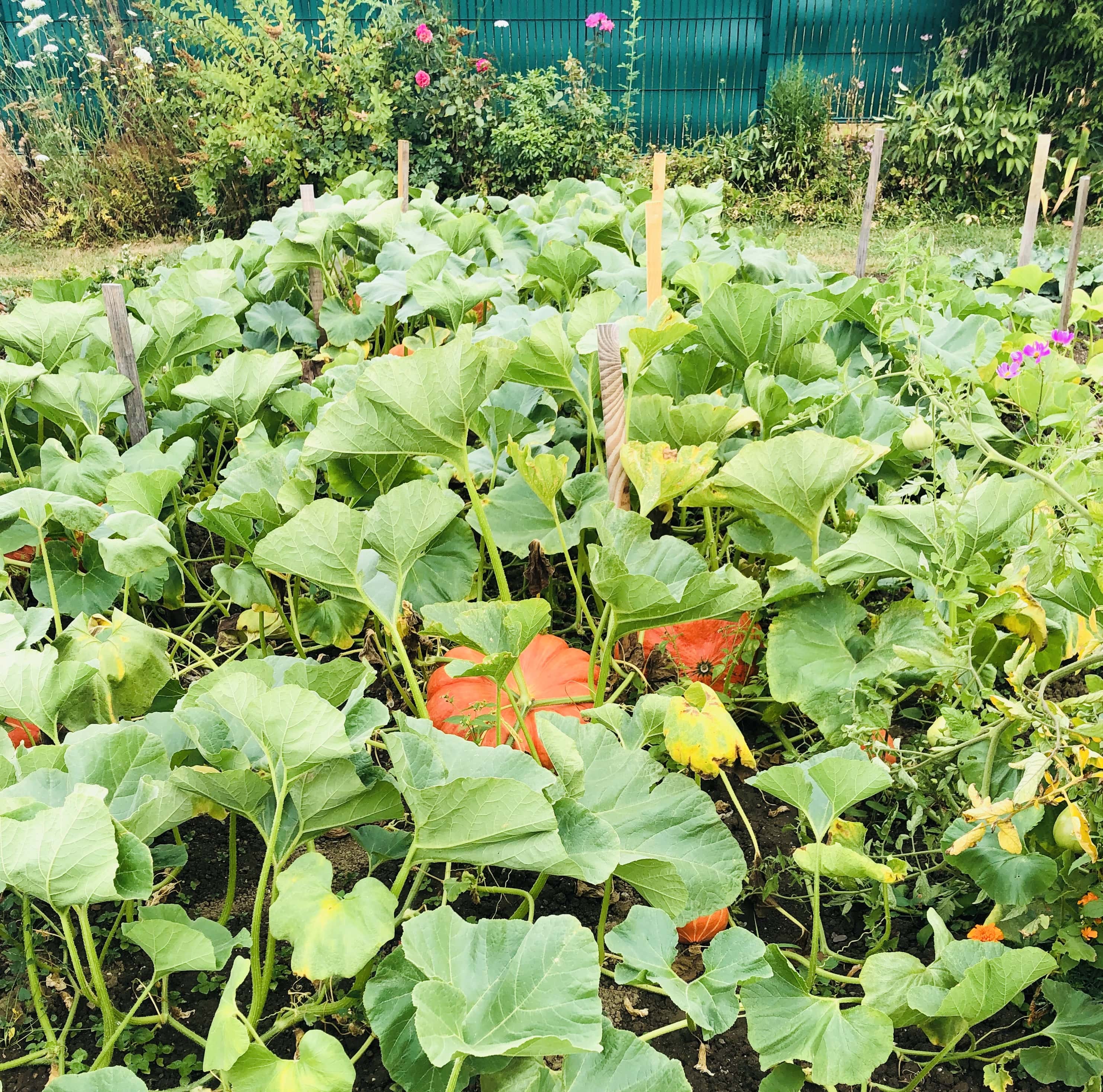 Biodiversite du jardin