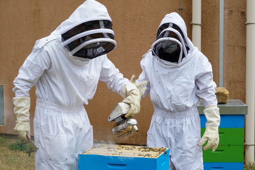 Immersion au coeur des ruches 