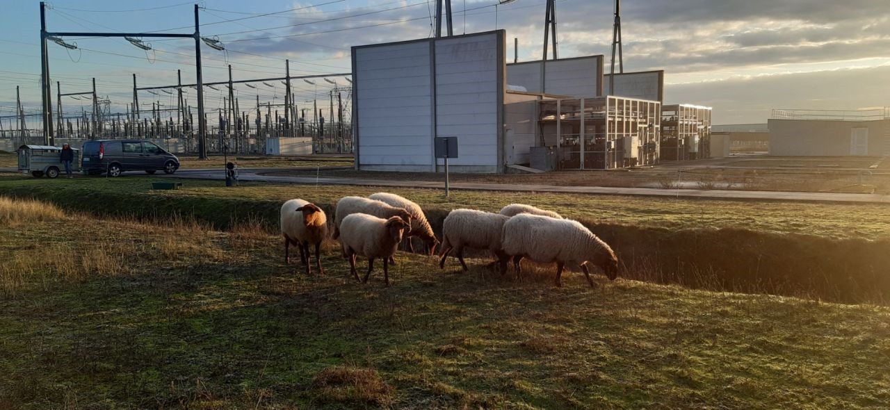 écopaturage de brebis