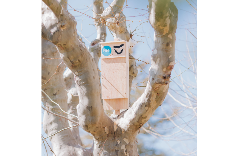 vignette - Chauves-souris