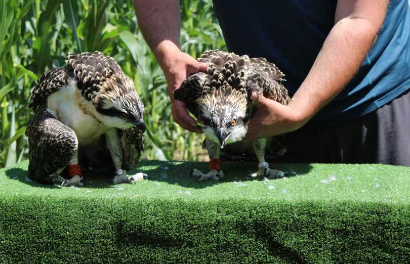 Balbuzards de l’Allier