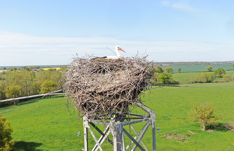 Un nid plus sûr pour les cigognes de Dompierre (03) - Vignette