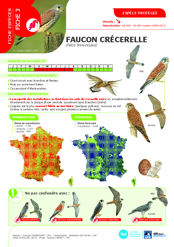 2023-03-23-avifaune-3-faucon-crecerelle.pdf thumbnail