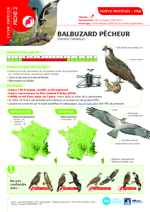 2023-03-23-avifaune-2-balbuzard-pecheur.pdf thumbnail
