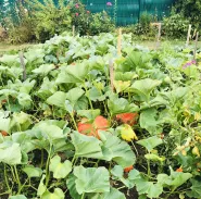 Biodiversite du jardin