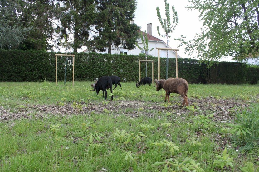 Valenciennes - moutons 