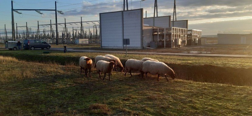 écopaturage de brebis