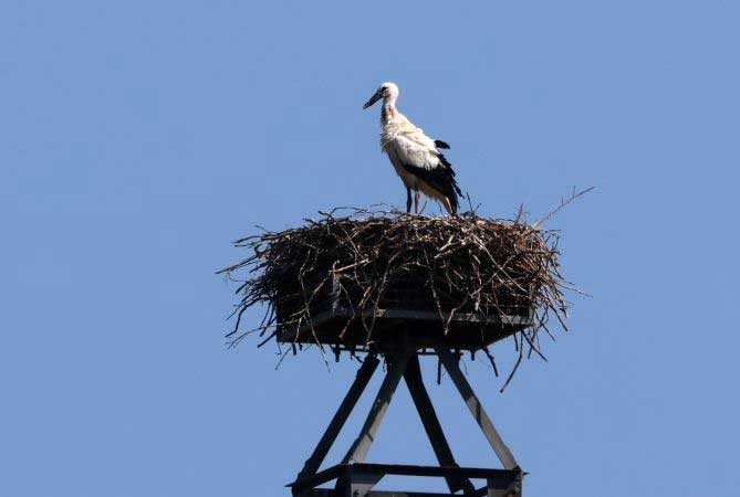 Photographie d'une jeune cigogne dans son nid de Michel KERDRAON