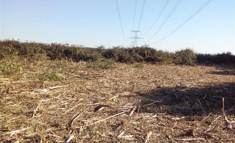 Photo d'un pan de terre sans herbe, coupé au gyrobroyeur relevé