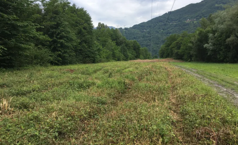 Photo d'un pan de terre avec l'herbe touffue, coupé au gyrobroyeur relevé
