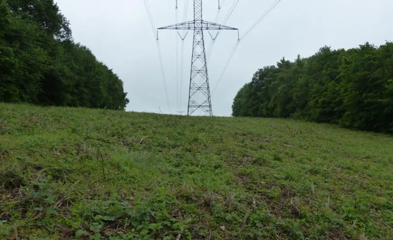Photo d'un pan de terre avec d'herbe, coupé au gyrobroyeur classique