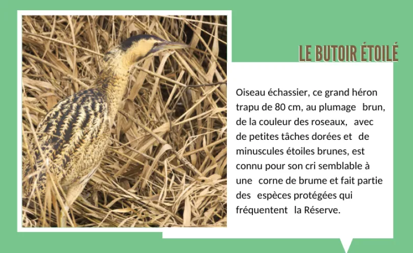 Le Butoir Etoilé 