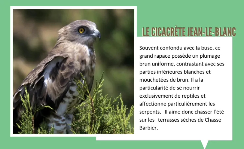Le Cicacrète Jean-Le-Blanc