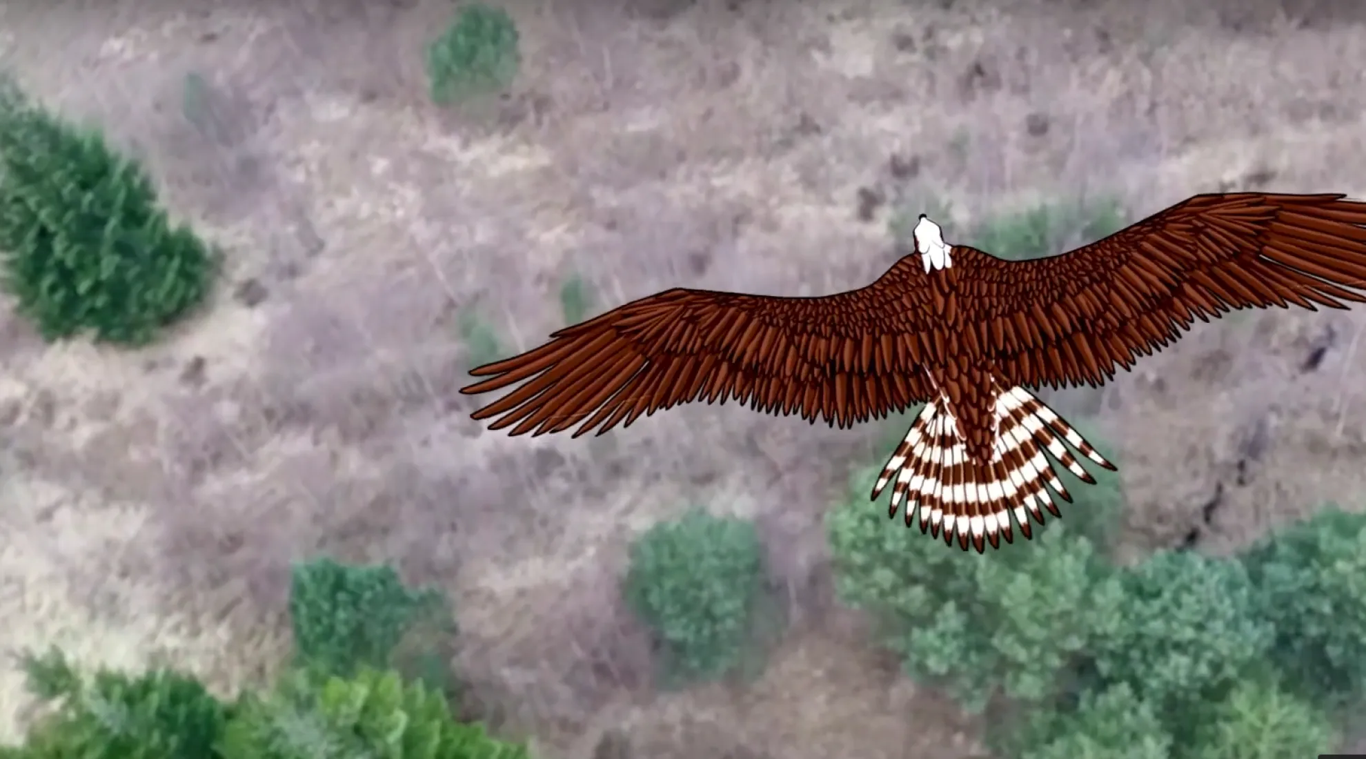 Balbuzard en plein vol - RTE