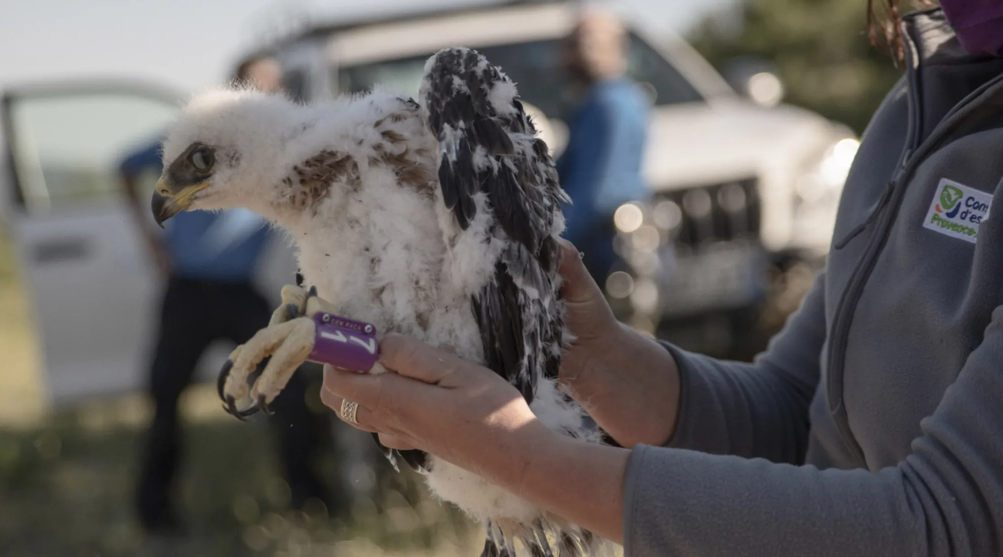 Naissance aiglon sur les lignes