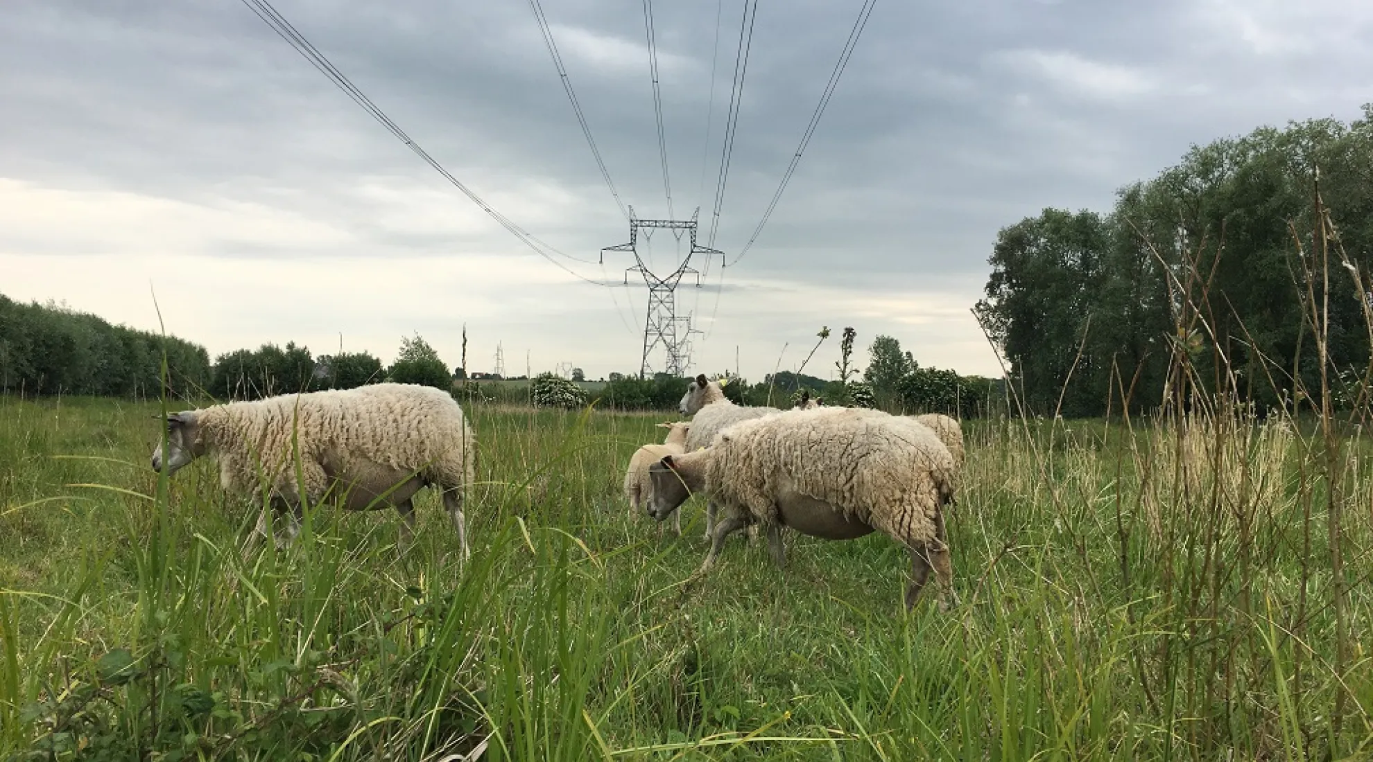 RTE - Millam - Moutons