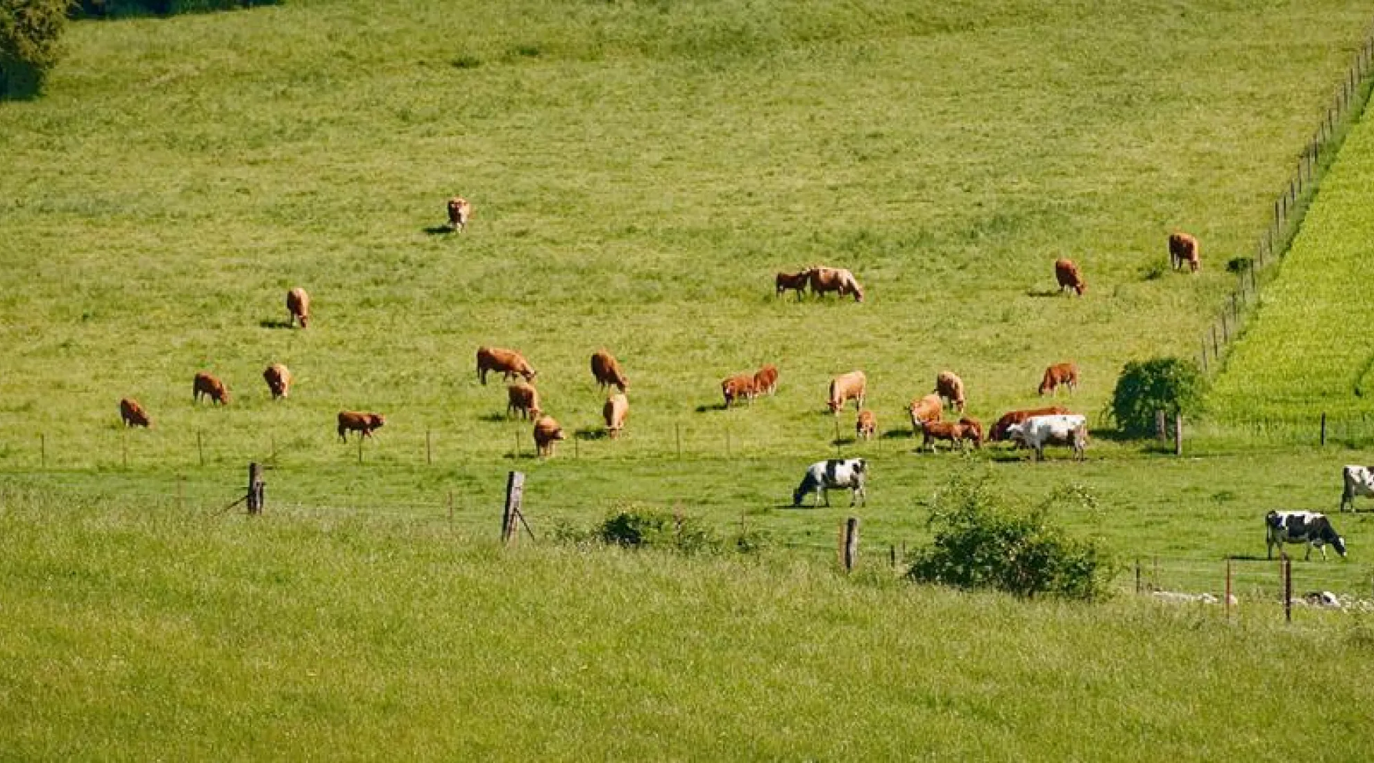 Illustration rurale - RTE