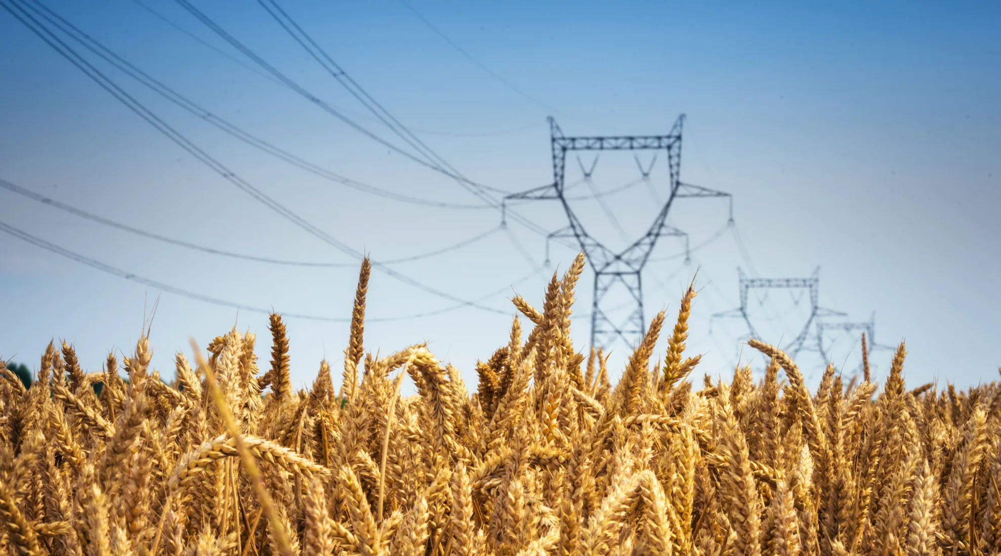 pylones dans un champ 