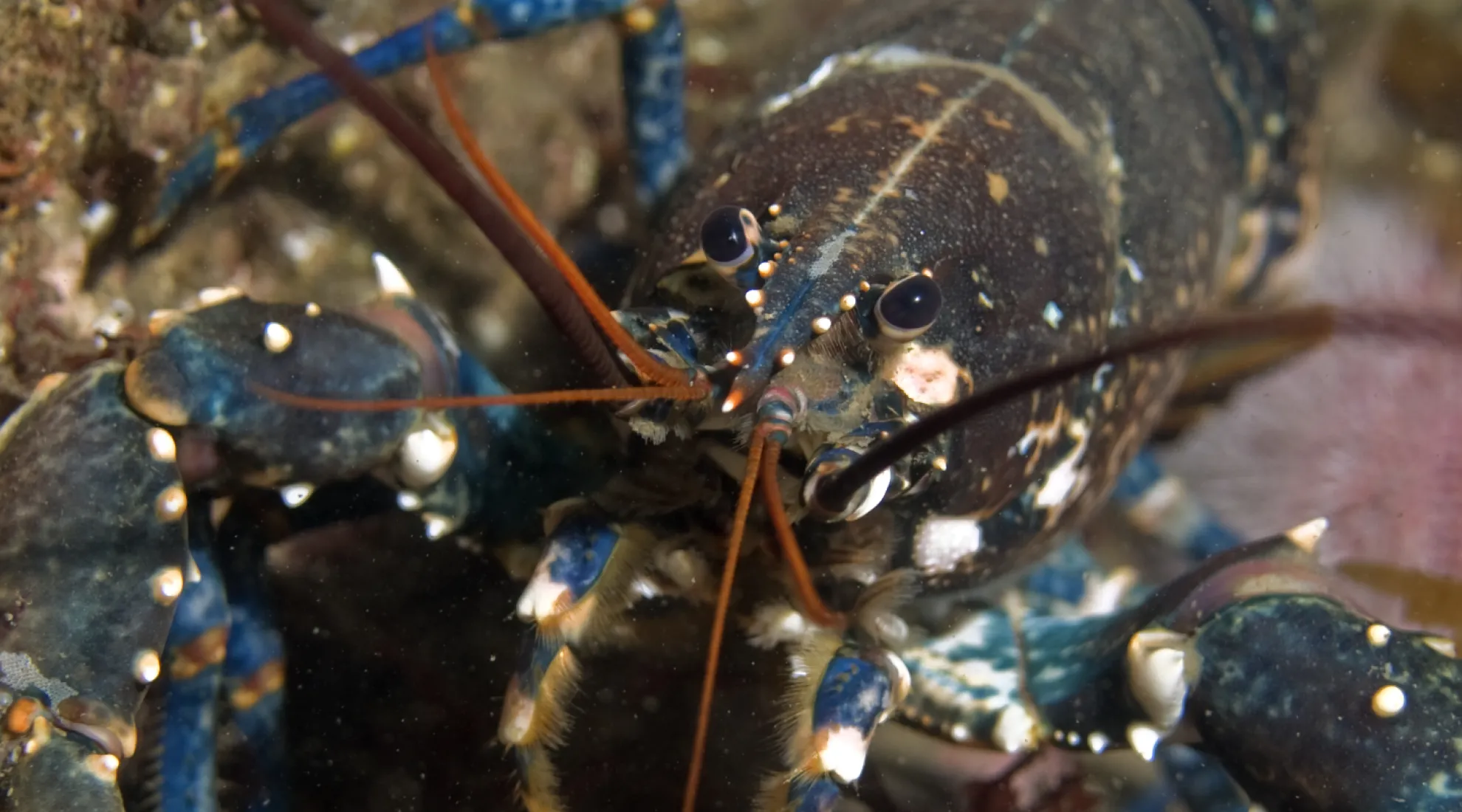 Homard - Etude SPECIES sur l'intéraction des espèces marines avec les câbles électriques