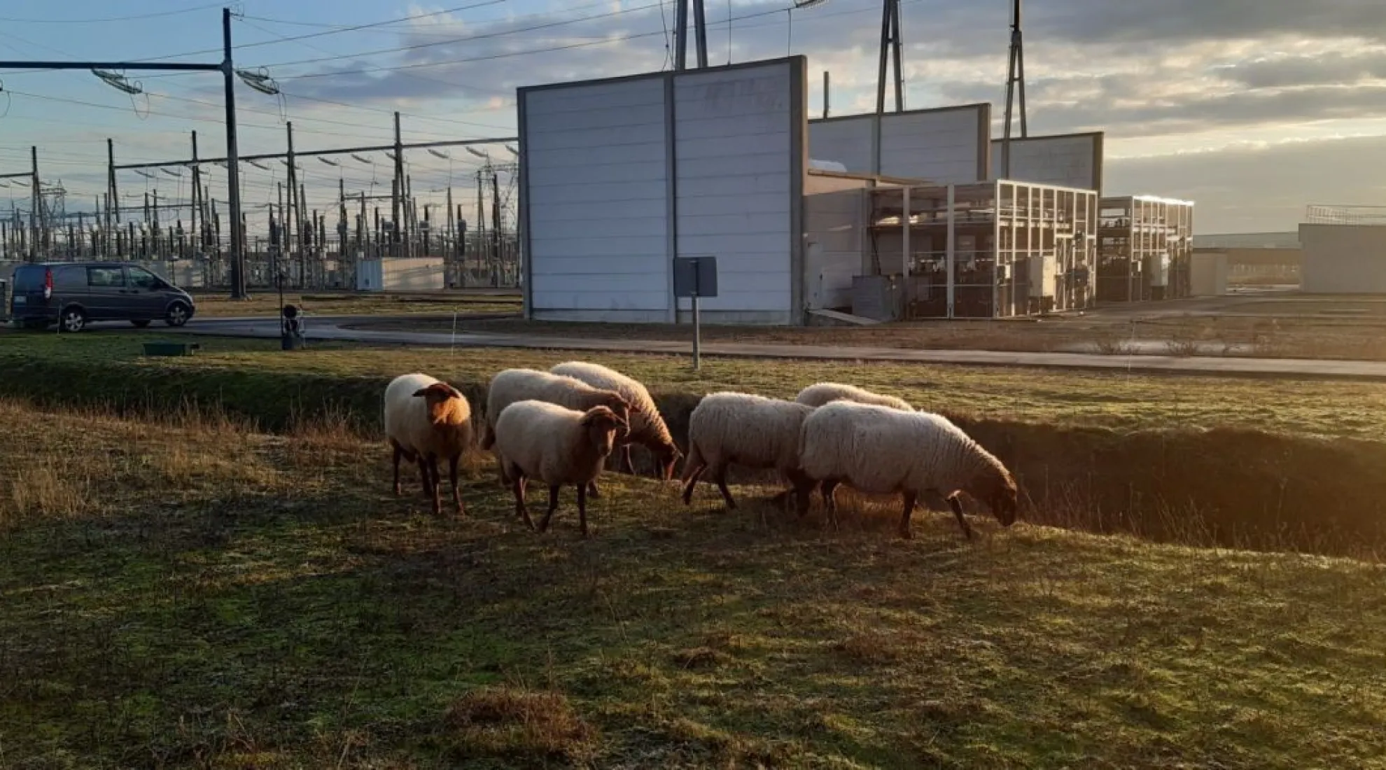 écopaturage de brebis