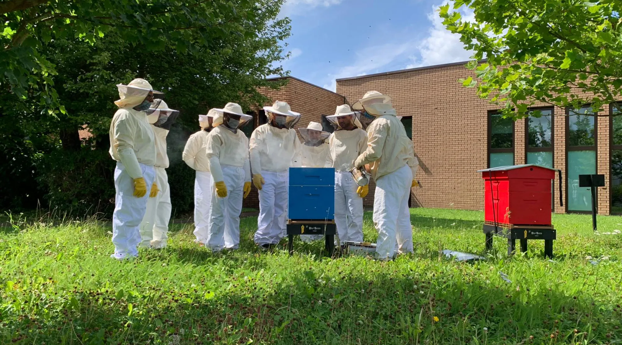 récolte ruche à Béthune 