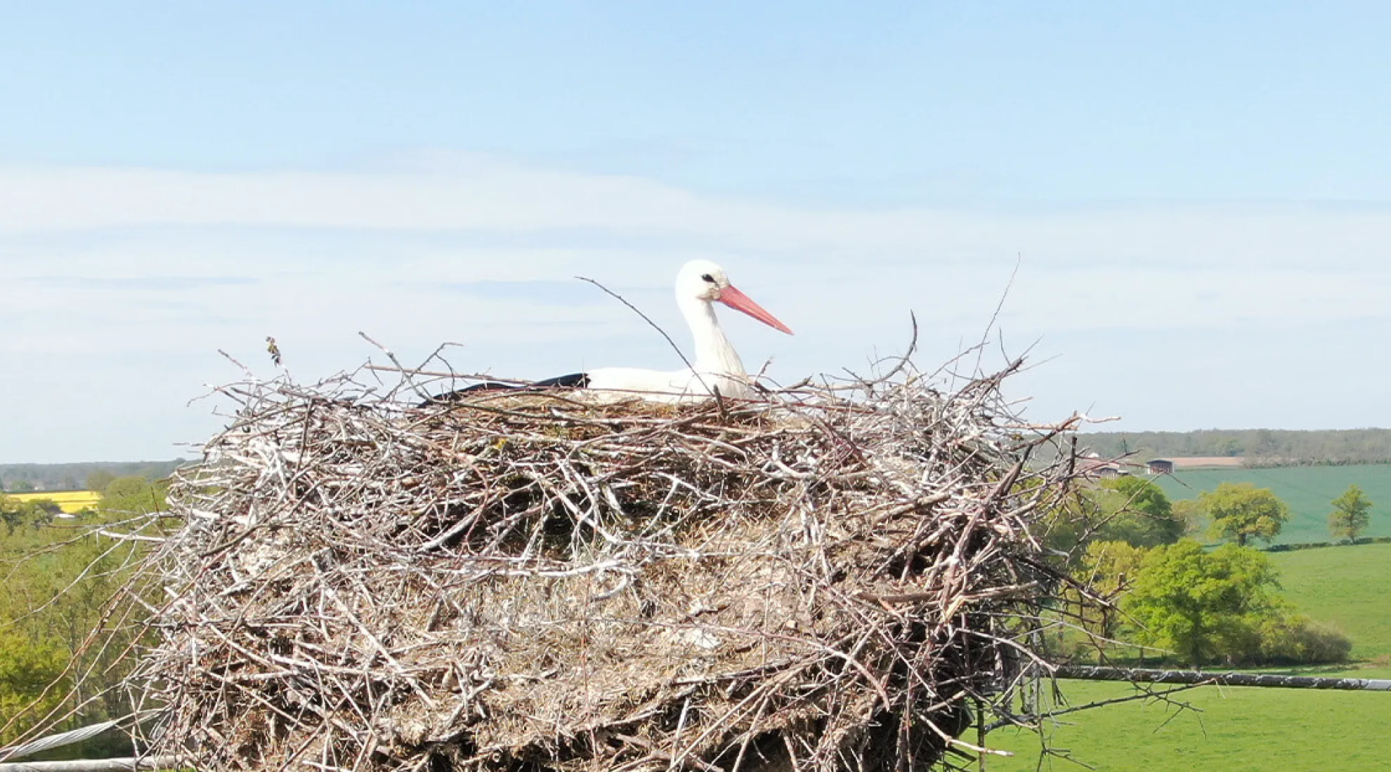 Un nid plus sûr pour les cigognes de Dompierre (03) - En-tête