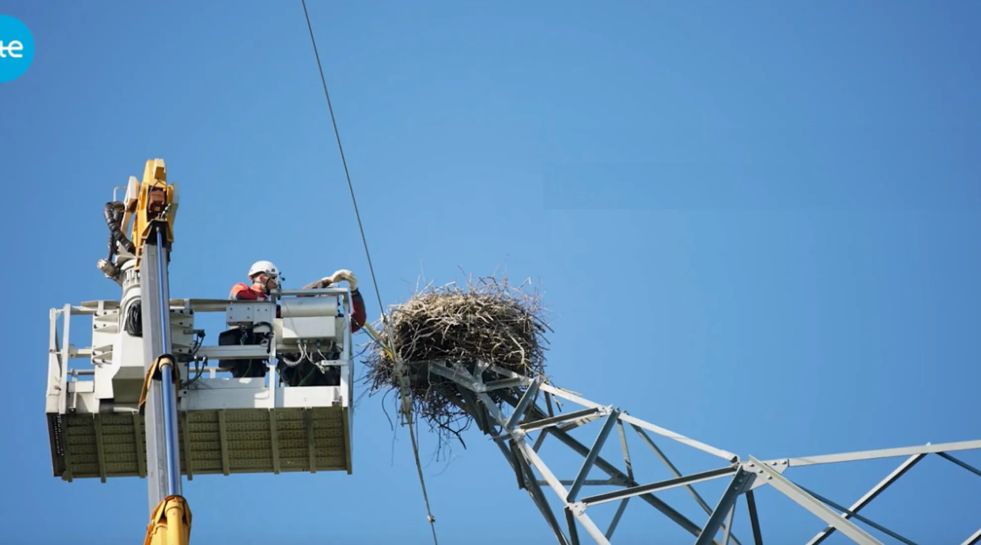 RTE s’associe à Hegalaldia pour le sauvetage d’œufs de cigognes - Cover