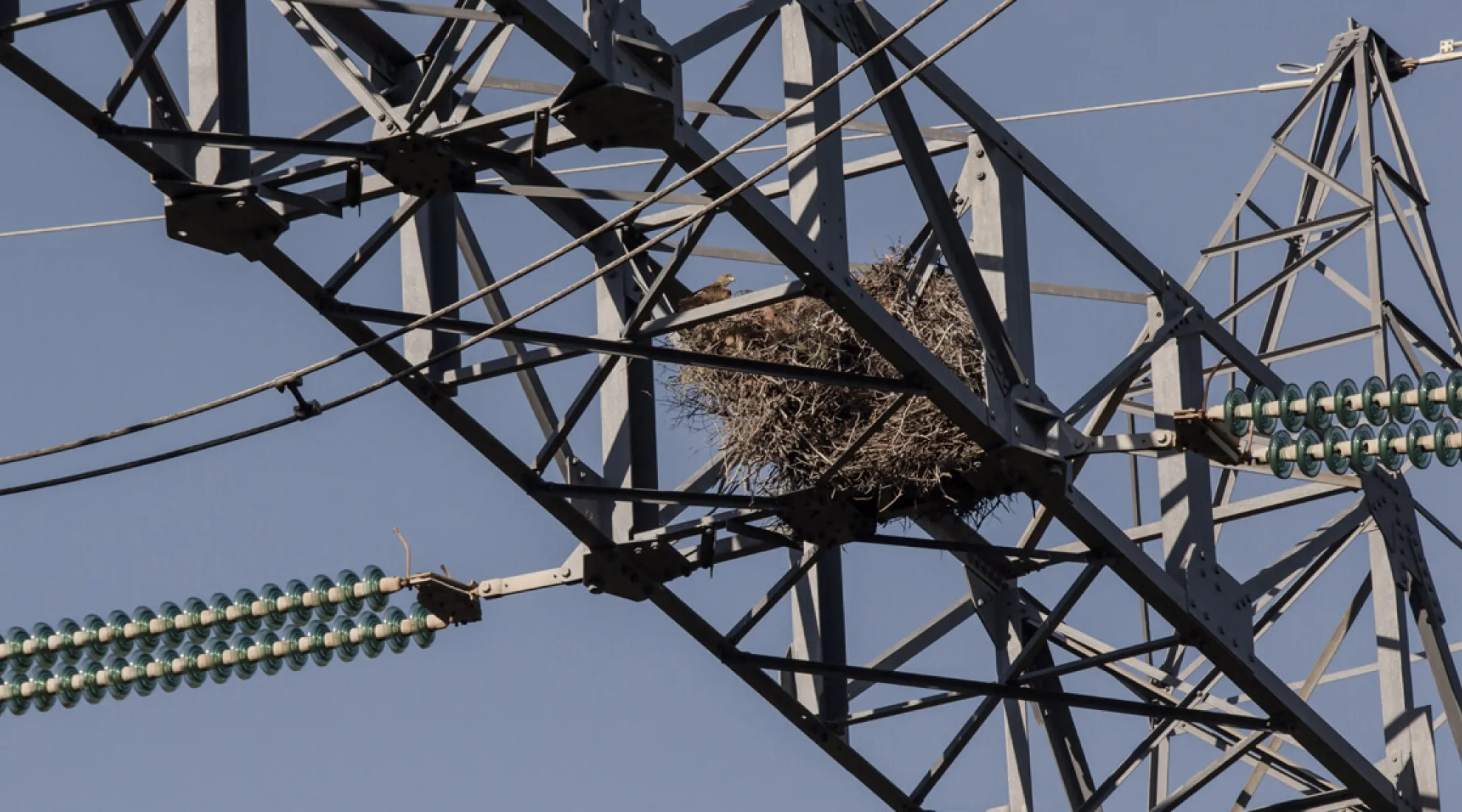 RTE, ENEDIS associations, engagement pour préserver la biodiversité - Cover