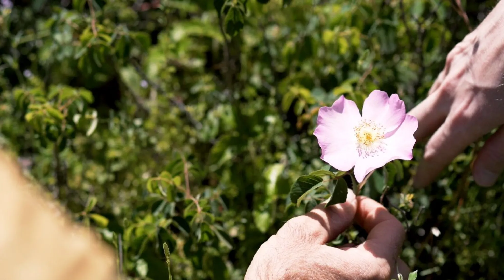 Image illustrative d'une fleur rose passant d'une main à une autre