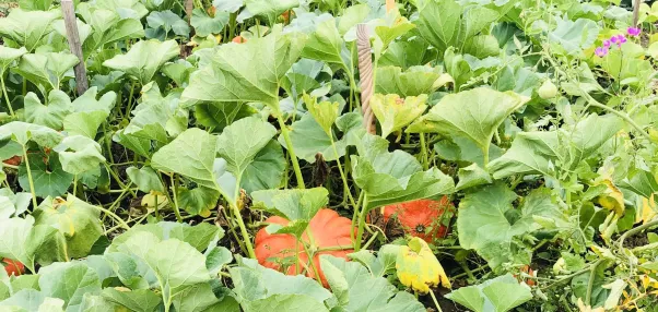 Biodiversite du jardin