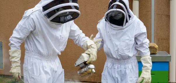 Immersion au coeur des ruches 