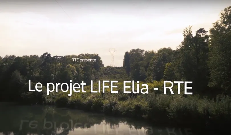 Projet LIFE - végétation sous les lignes