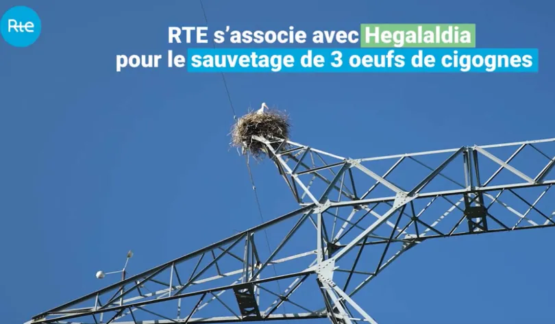 RTE s’associe à Hegalaldia pour le sauvetage d’œufs de cigognes - Youtube