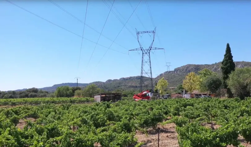 Paysage avec des vignes agricoles