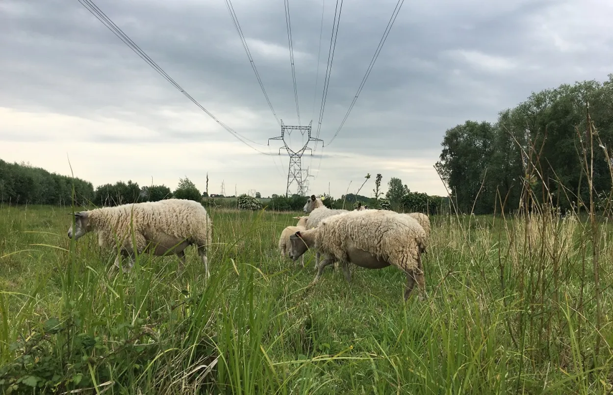 RTE - Millam - Moutons