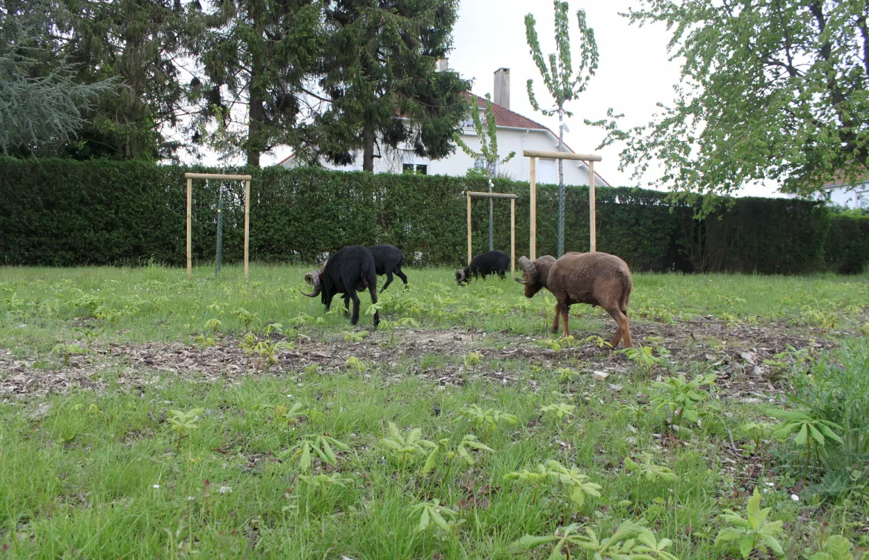 Valenciennes - moutons 