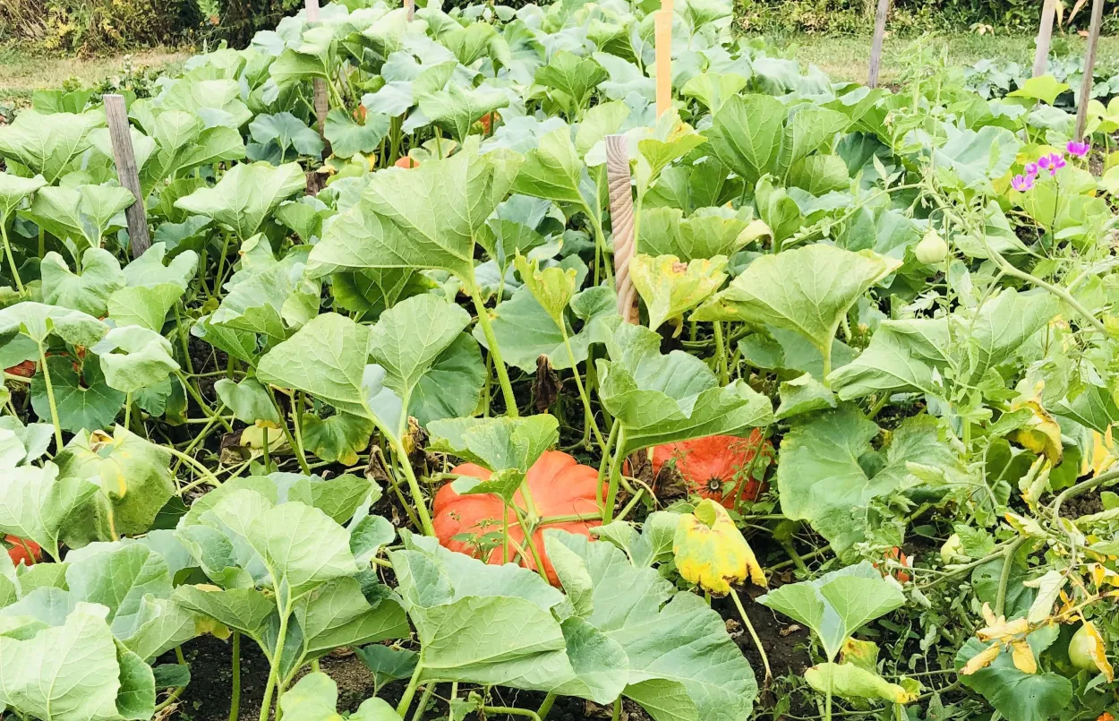 Biodiversite du jardin