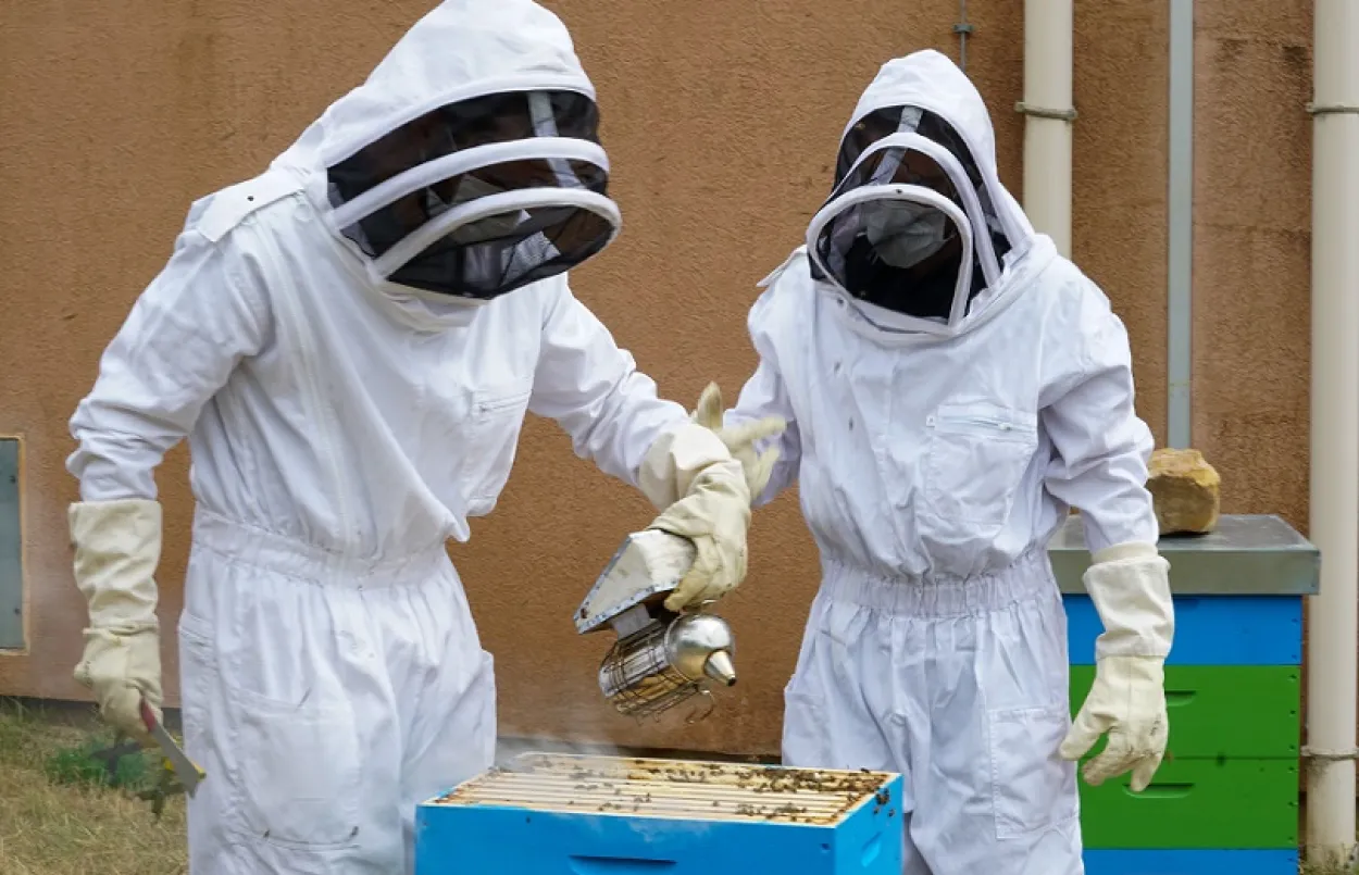 Immersion au coeur des ruches 