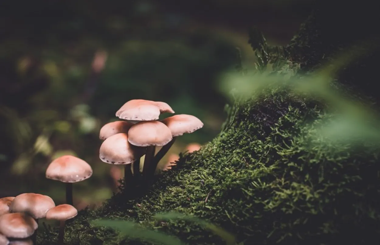 biomimétisme small