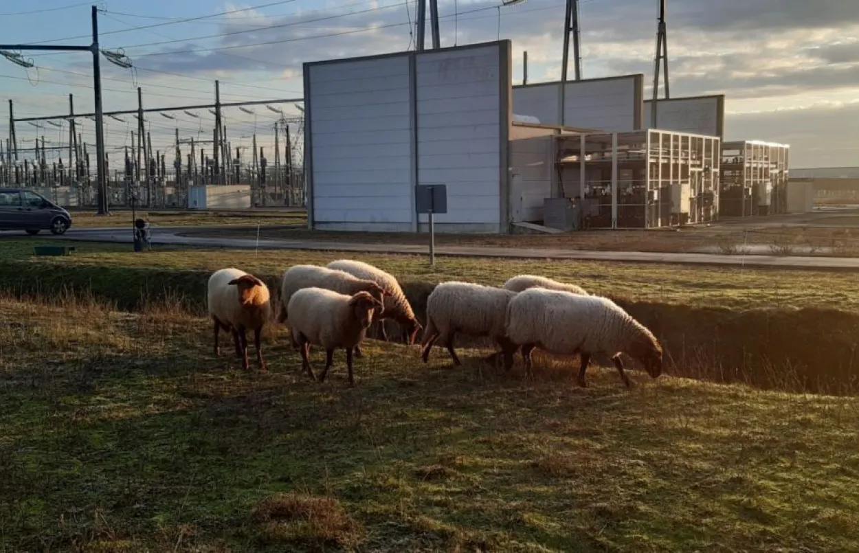 écopaturage de brebis
