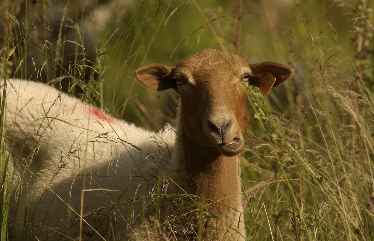mouton
