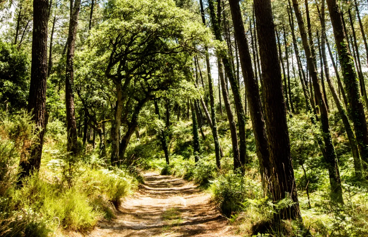 Landes - Pins