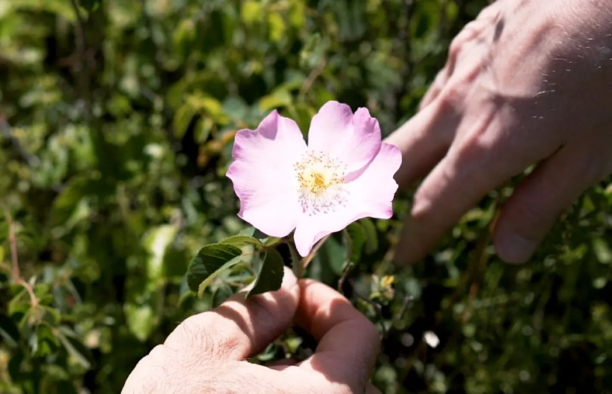 Image illustrative d'une fleur rose passant d'une main à une autre
