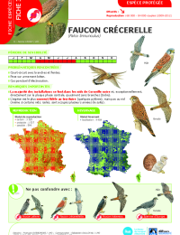 2023-03-23-avifaune-3-faucon-crecerelle.pdf thumbnail