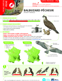 2023-03-23-avifaune-2-balbuzard-pecheur.pdf thumbnail