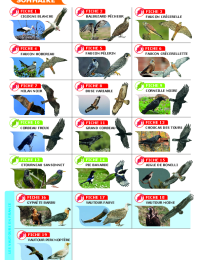 2023-03-23-avifaune-sommaire.pdf thumbnail
