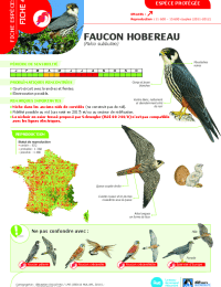 2023-03-23-avifaune-4-faucon-hobereau.pdf thumbnail