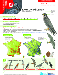 2023-03-23-avifaune-5-faucon-pelerin.pdf thumbnail